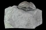 Brachiopod (Mucrospirifer) Fossil - Windom Shale, NY #95950-1